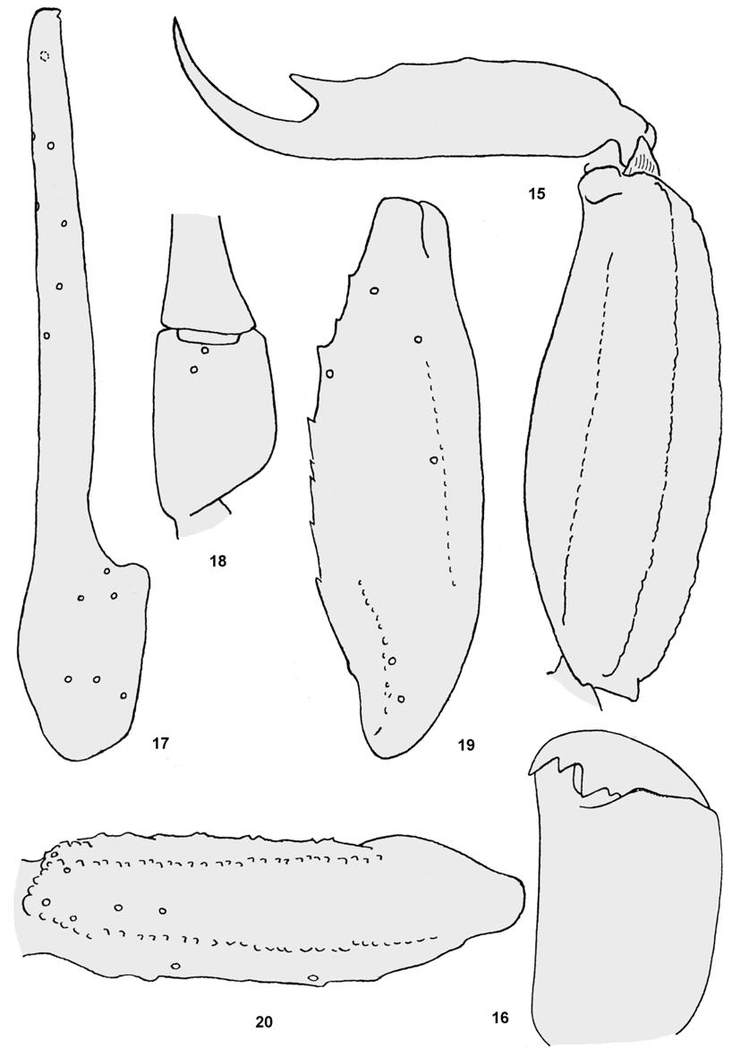 The genus Ananteris Thorell in French Guyana 187 Fig. 15-20. Ananteris elisabethae (male holotype). 15: Metasomal segment V and telson, lateral aspect. 16: Chelicera, dorsal aspect.