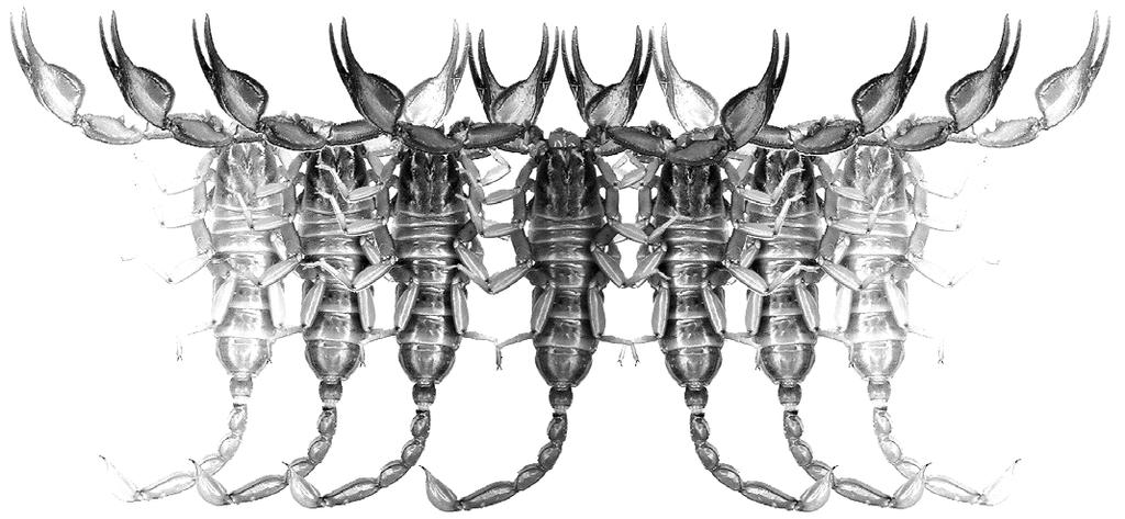 Euscorpius Occasional Publications in Scorpiology A New Species of the Genus Buthus