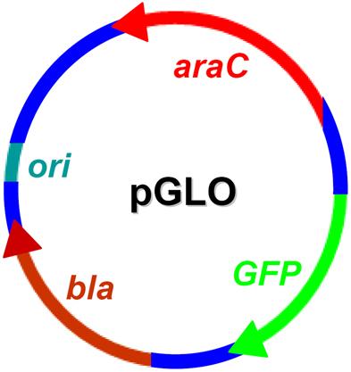 Figure S2. Schematic representation of plasmid pglo. REFERENCES (1) M. Mandel and A. Higa, J. Mol. Biol. 1970, 53, 159 162. (2) J. Sambrook and D. W.