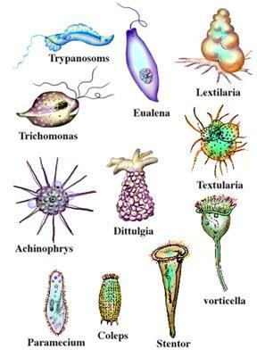 Types of Cells Prokaryotic the