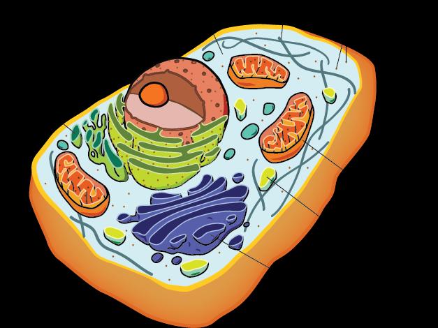 Types of Cells Eukaryotic