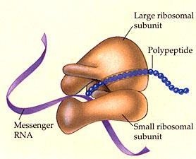 Ribosomes roughly spherical main function is to