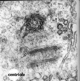 Centrioles Found only in animal