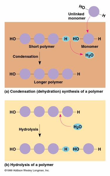 Common theme: Monomers form polymers through