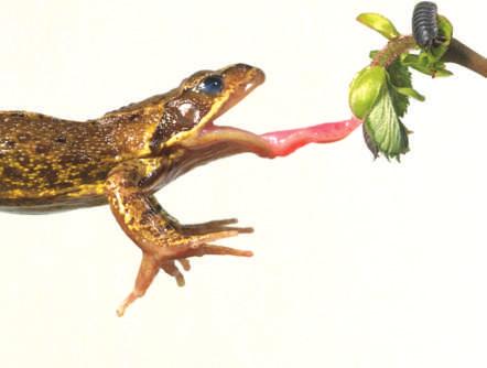 The frog uses its long, sticky tongue to eat