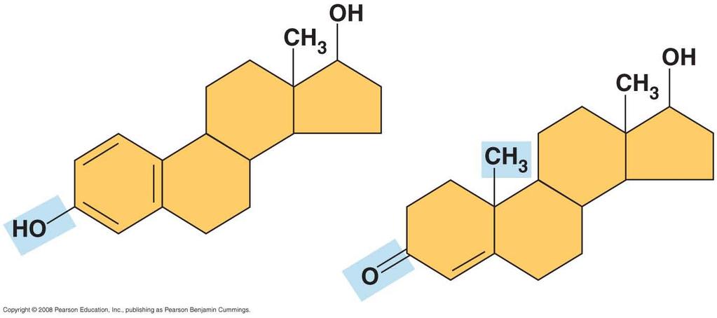 Fig. 4-9 Estradiol Testosterone Both are steroids Differ only in chemical
