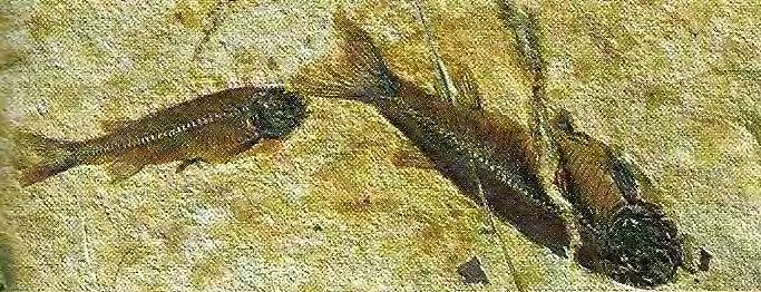 Fish fossils can be very
