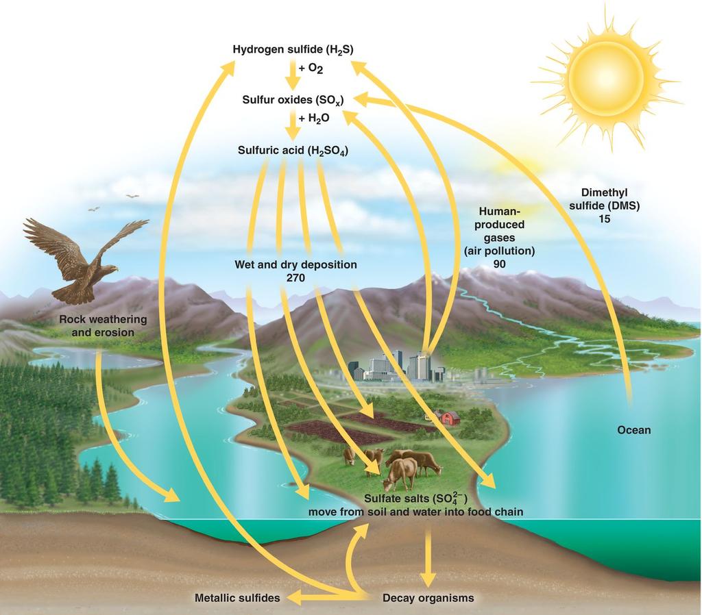 The Sulfur (S) Cycle NOTE: The largest reservoir of sulfur is sedimentary rocks, which hold 7440 x 10 18 g of sulfur.