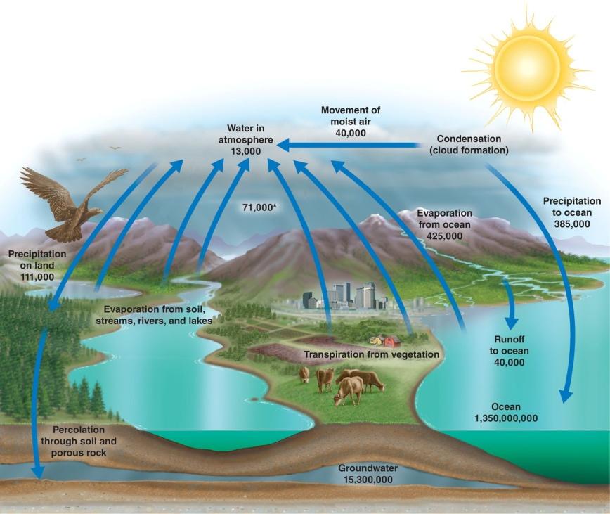 The Water (Hydrologic) Cycle Cycles among organisms, atmosphere, land, and ocean All organisms use water