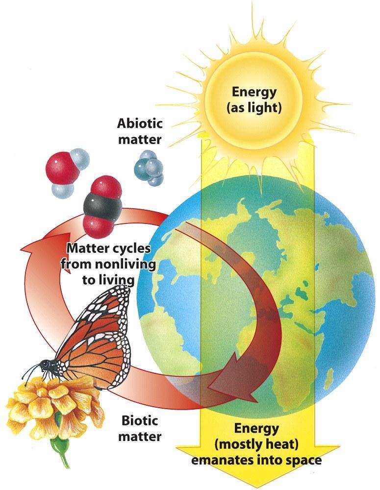 I. Cycling of Materials A. Matter moves between ecosystems, environments, and organisms B. Biogeochemical cycling involves 1.