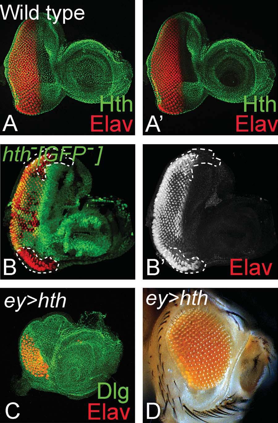 78 SINGH ET AL. (Table 1). Dl is preferentially expressed in the dorsal domain of eye imaginal discs during first- and second-instar stages.