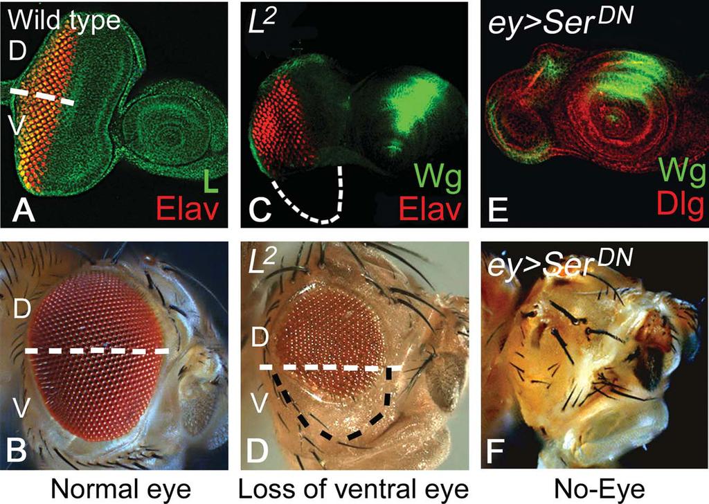 Fig. 3. Lobe (L) and Serrate (Ser) are required for cell survival in the developing eye imaginal disc. A: In the wild-type eye imaginal disc, L (green) expression is ubiquitous.