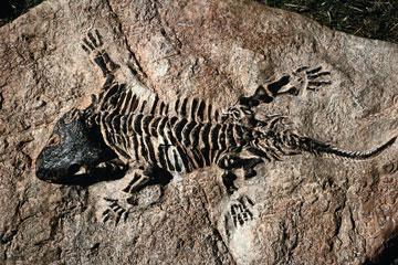 Paleontologists (scientists who study fossils) have discovered fossils of many ancestral