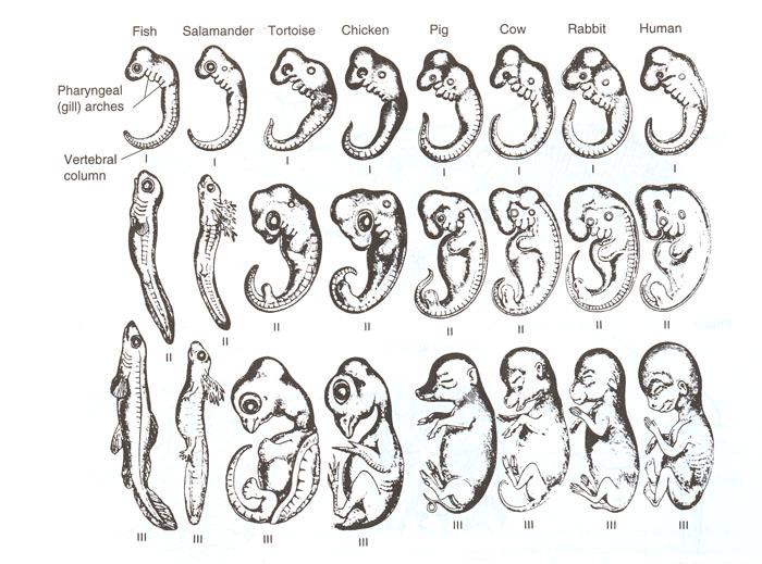 Ernst Haeckel s illustration supporting the idea that the embryos of organisms exhibit similar stages of development.