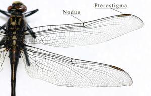 Analogous structures - similar function but different structure Ex: insect wings and bird wings.