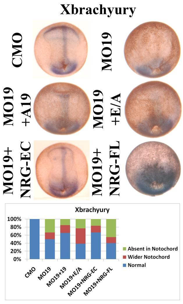Figure 4.1: A-P Polarity Analysis for Xbrachyury Expression at the Gastrula Stage.