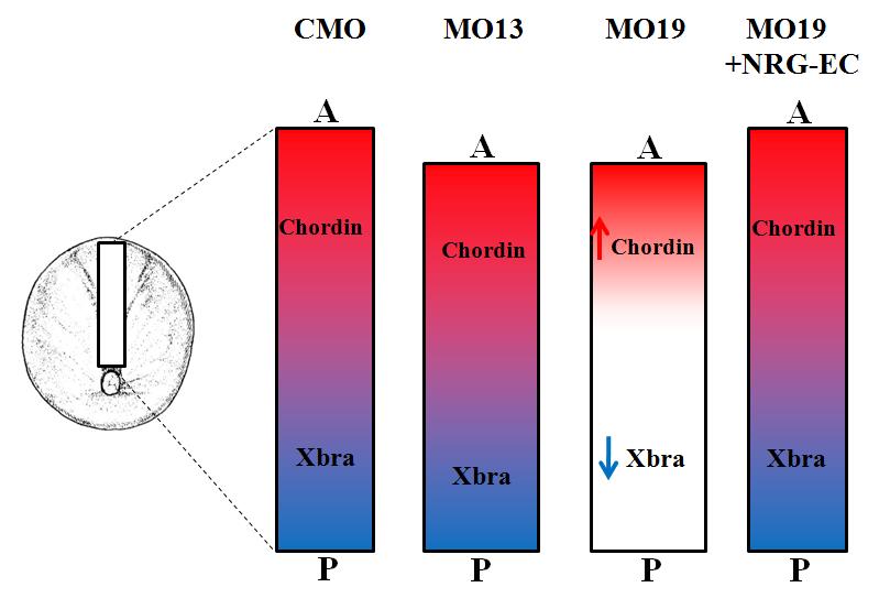 Figure 4.4: Visual Summary showing the A-P Polarity of the Notochord at the Gastrula Stage.