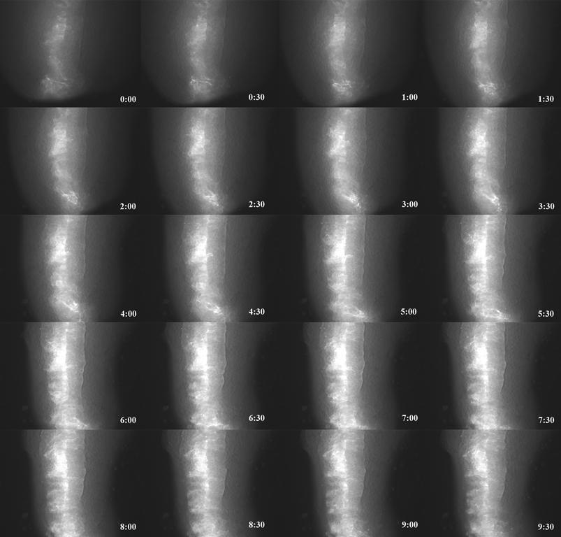 Figure 4.8: Time Lapse Microscopy of MO13 Injected Open Face Explant. Explants from embryos injected with MO13 at the one-cell stage.