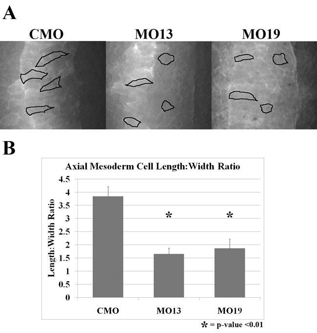 Figure 4.10: Axial Mesoderm Cell Morphology. (A) Open face explants from embryos injected with CMO, MO13 or MO19 at the one-cell stage.
