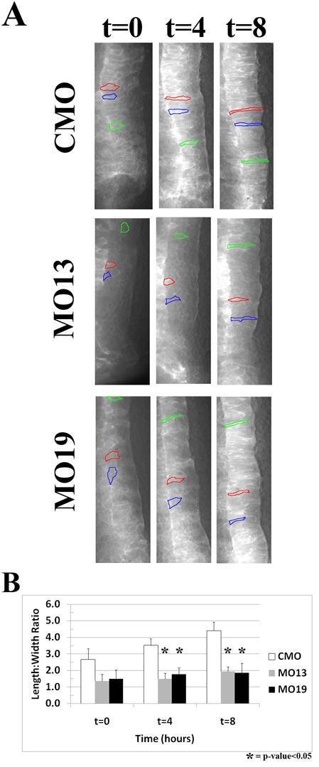 Figure 4.11: Mediolateral Cell Intercalation of the Axial Mesoderm. Open face explants from embryos injected with CMO, MO13 or MO19 at the one-cell stage.