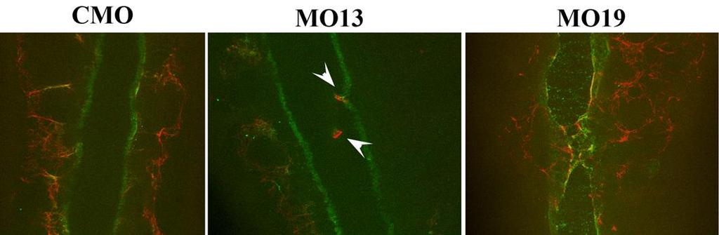 Figure 4.12: Notochord-Somite Boundary Analysis. Open face explants from embryos injected with CMO, MO13 or MO19 at the one-cell stage.