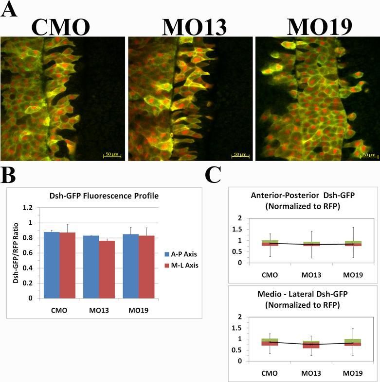 Figure 4.14: GFP-Dishevelled Localization Normalized to mrfp in the Dorsal Mesoderm. (A) Open face explants from embryos injected with CMO, MO13 or MO19 at the one-cell stage.