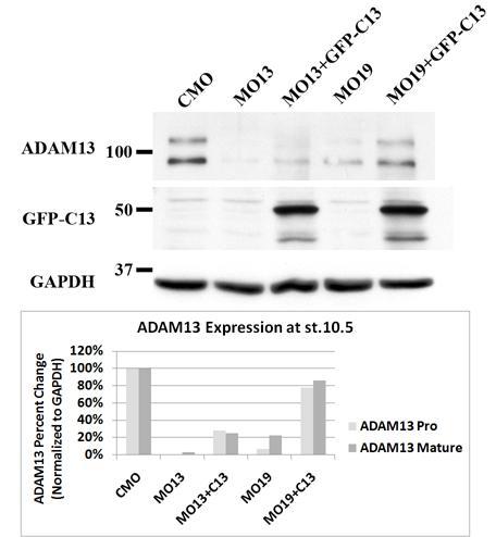 Figure 4.19: C13 Affect on ADAM13 Expression. Embryos were injected with CMO, MO13 or MO19 together with GFP-C13 RNA (1ng) at the one-cell stage and allowed to develop to early gastrula (stage 10.5).