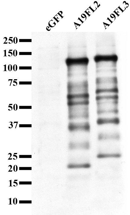 immunoreactivity against A19 C2 and C3 by ELISA and western blot. The ELISA results showed an increasing OD value of >1.0 after each immunization.