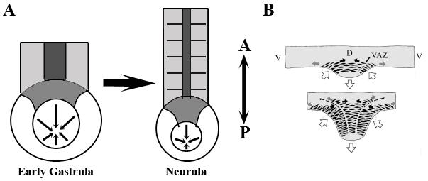 Figure 1.2: Illustration of Gastrulation in the Xenopus laevis Embryo. (A) The vegetal view of the early Xenopus gastrula (left) compared to the early neurula (right).