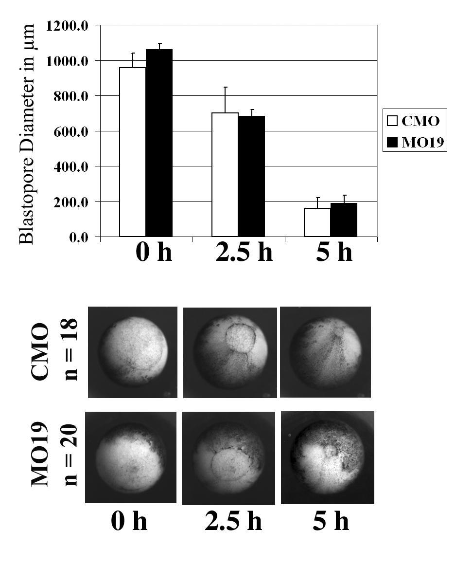 Figure 2.4: ADAM19 is not required for blastopore closure. Timelapse imaging of gastrula stage embryos injected with either a control MO (CMO) or MO19.