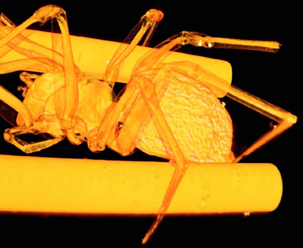 .1 mm Detail.5 mm Fig. 4. Three-dimensional density-projection rendering of the reconstructed refractive index of a small spider, supported by two polyamide fibers.
