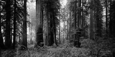 site remains undisturbed birch, beech, maple, hemlock oak,