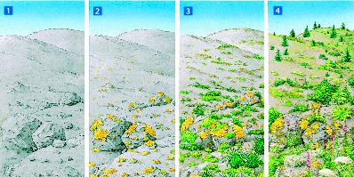 Primary Succession Occurs on surfaces where no soil exists. Example: After a volcanic eruption or bear rock caused by a glacier. The first species to occupy the area are called pioneer species.