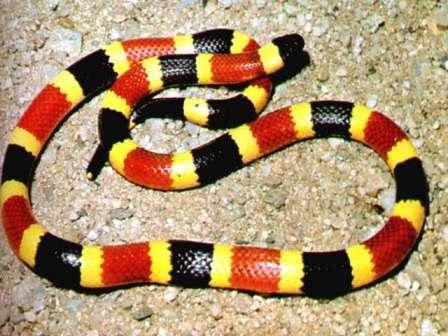 snake is not Red on yellow,