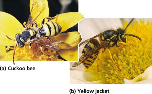 Mullerian mimicry two or more protected