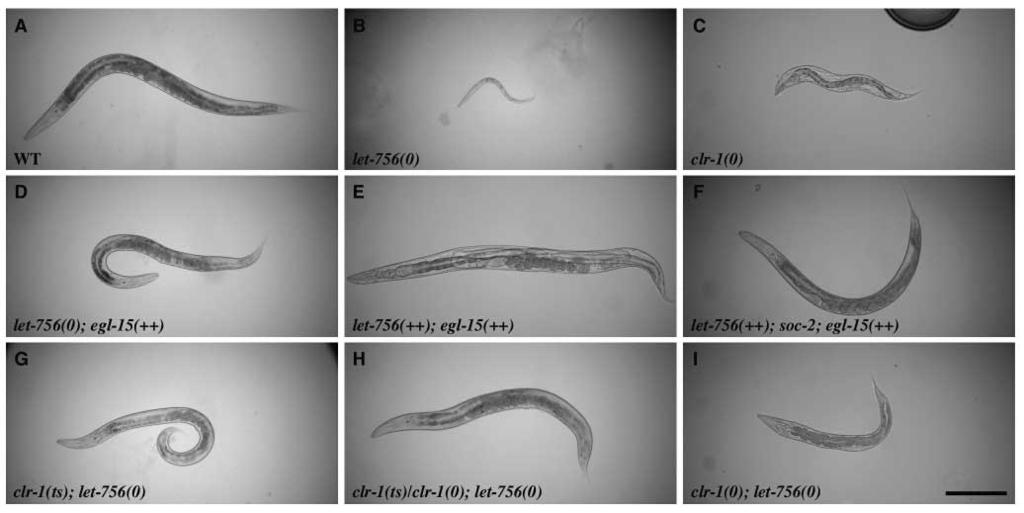 2598 Development 131 (11) Research article Fig. 1. Genetic interactions between let-756, egl-15 and. (A) Wild type. (B) let-756 unc-32 arrested L1 larva. (C) (e253) Clr hermaphrodite.