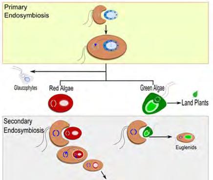 Primary endosymbiosis resulted in green algae, red algae and glaucophytes. Secondary endosymbiosis: A eukaryotic heterophic cell engulfed a green or red algae.