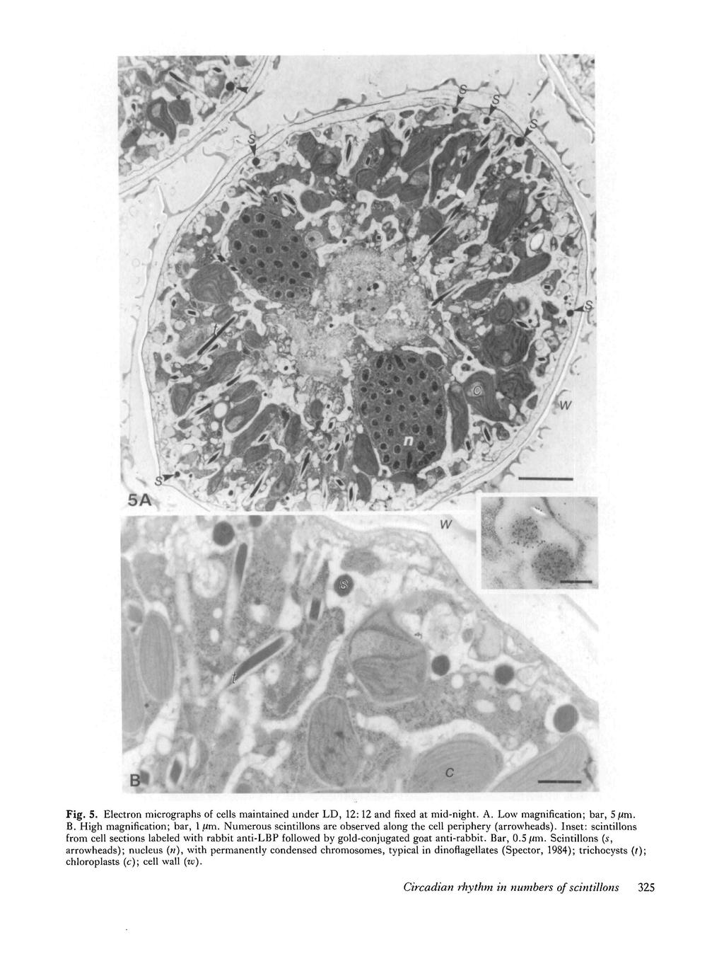 Fig. 5. Electron micrographs of cells maintained under LD, 12:12 and fixed at mid-night. A. Low magnification; bar, 5jUm. B. High magnification; bar, 1 jim.