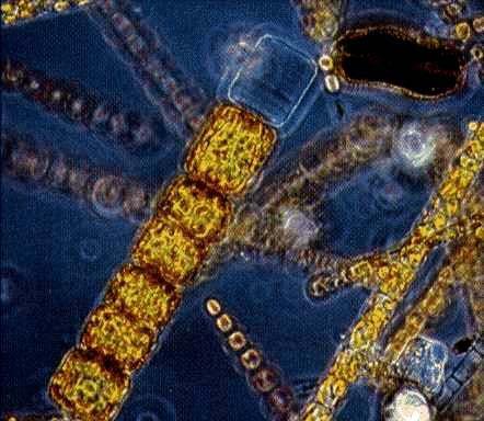 Diatoms P.