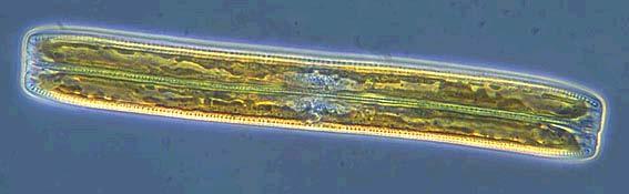 Diatoms pennate pennate Images
