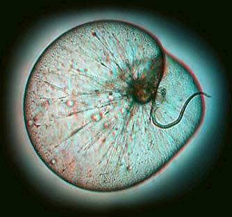 Dinoflagellates: Some are bioluminescent