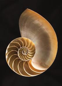 . Polr Coordintes 75 Michel Siu/iStockphoto The shell of the chmbered nutilus revels logrithmic spirl. The niml lives in the outermost chmber.