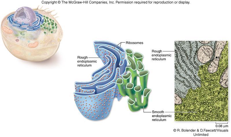 Endomembrane System Smooth endoplasmic reticulum (SER) 1) relatively few ribosomes attached 2) functions: -synthesis of