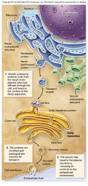 Endomembrane System Golgi apparatus -flattened stacks of interconnected membranes -modification of proteins,