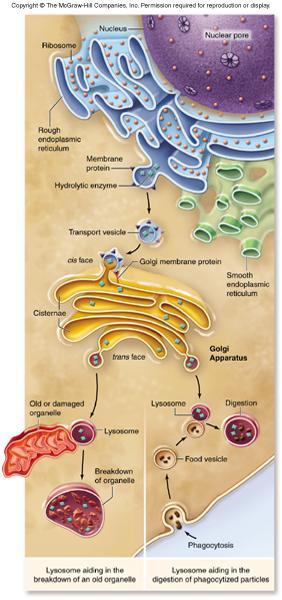 Lysosomes Endomembrane System -membrane bound vesicles containing digestive enzymes to break