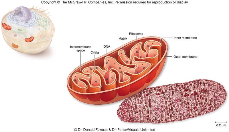 Mitochondria -surrounded by 2 membranes 1) smooth outer membrane 2) folded inner membrane with layers called cristae -matrix within inner membrane