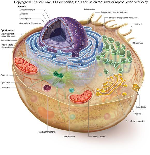 Eukaryotic Cells 15 Nucleus Eukaryotic Cells -stores genetic material of cell in form of multiple, linear chromosomes
