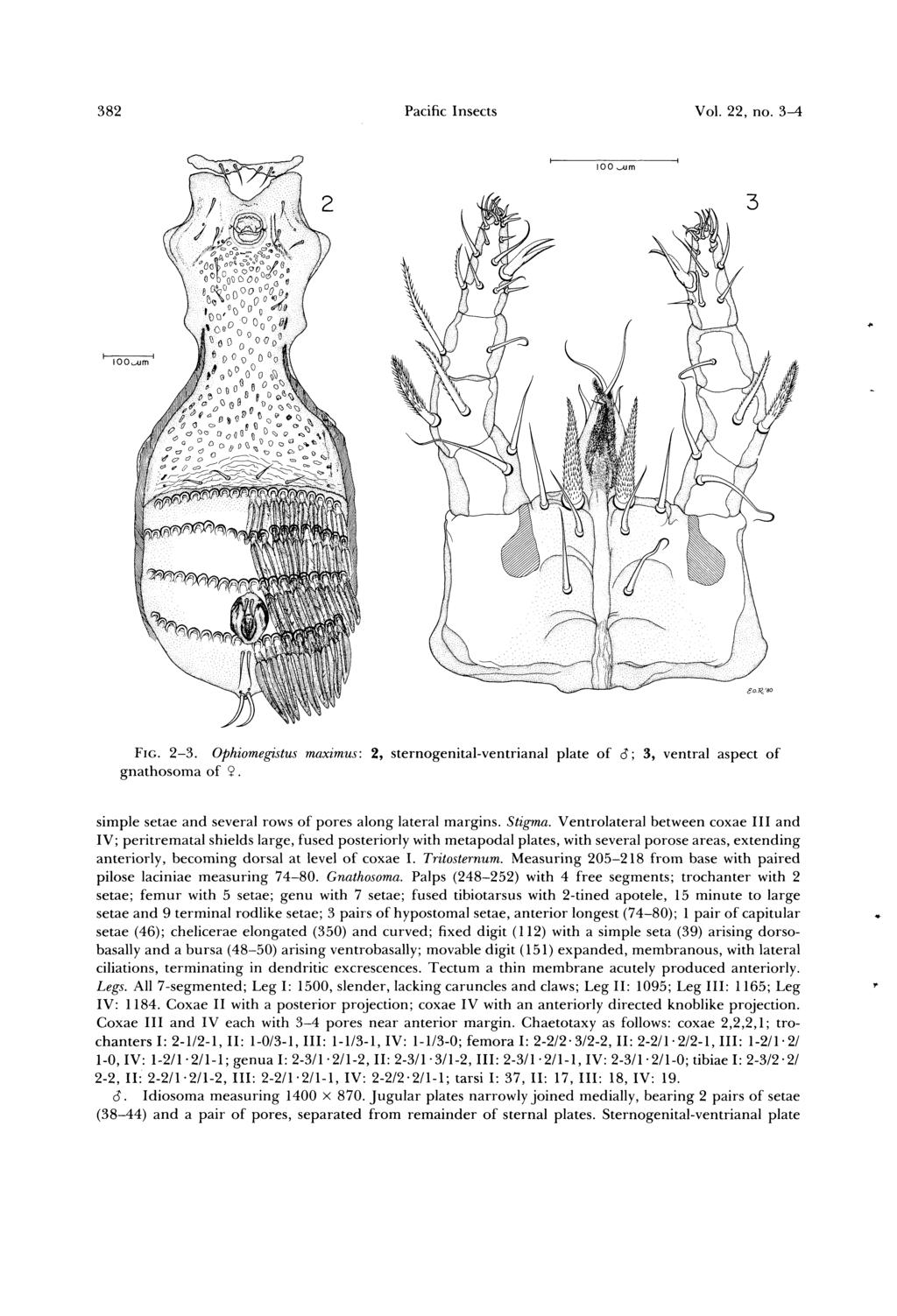 382 Pacific Insects Vol. 22, no. 3-4 FIG. 2-3. Ophiomegistus maximus: 2, sternogenital-ventrianal plate of S; 3, ventral aspect of gnathosoma of 9.