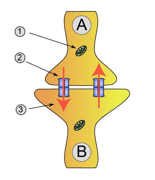 At electrical synapses, which are relatively rare in vertebrates, the membranes of the two cells are in tight contact, producing