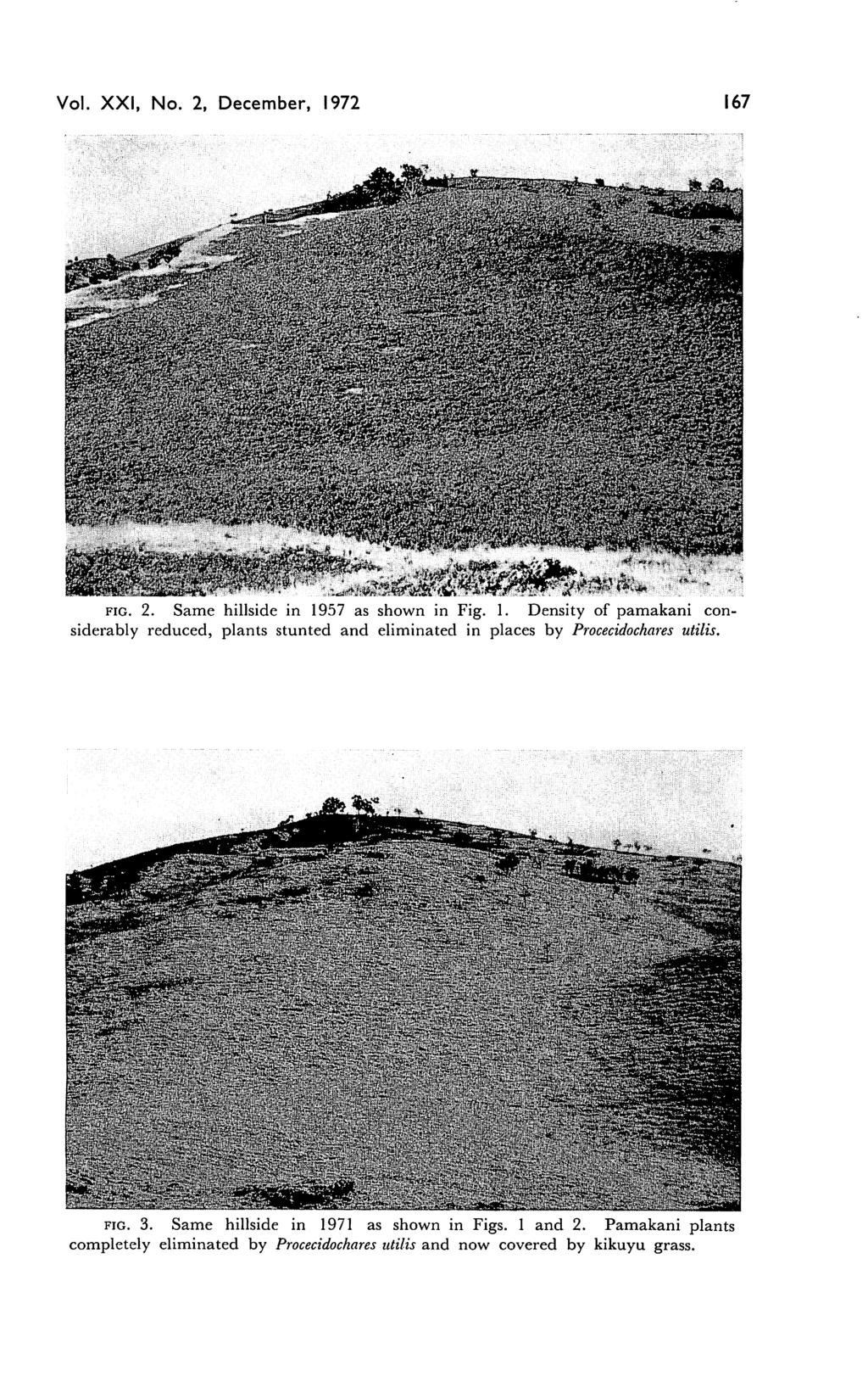 Vol. XXI, No. 2, December, 1972 167 fig. 2. Same hillside in 1957 as shown in Fig. 1. Density of pamakani con siderably reduced, plants stunted and eliminated in places by Procecidochares utilis.
